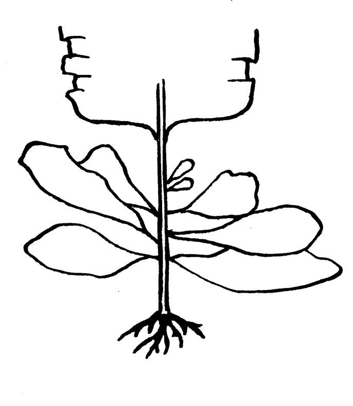Внешний вид Alaria membranacea