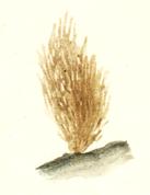 Внешний вид Sphacelaria olivacea