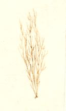Внешний вид Sphacelaria arctica