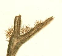 Внешний вид Sphacelaria cirrhosa