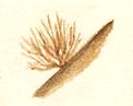 Внешний вид Sphacelaria radicans