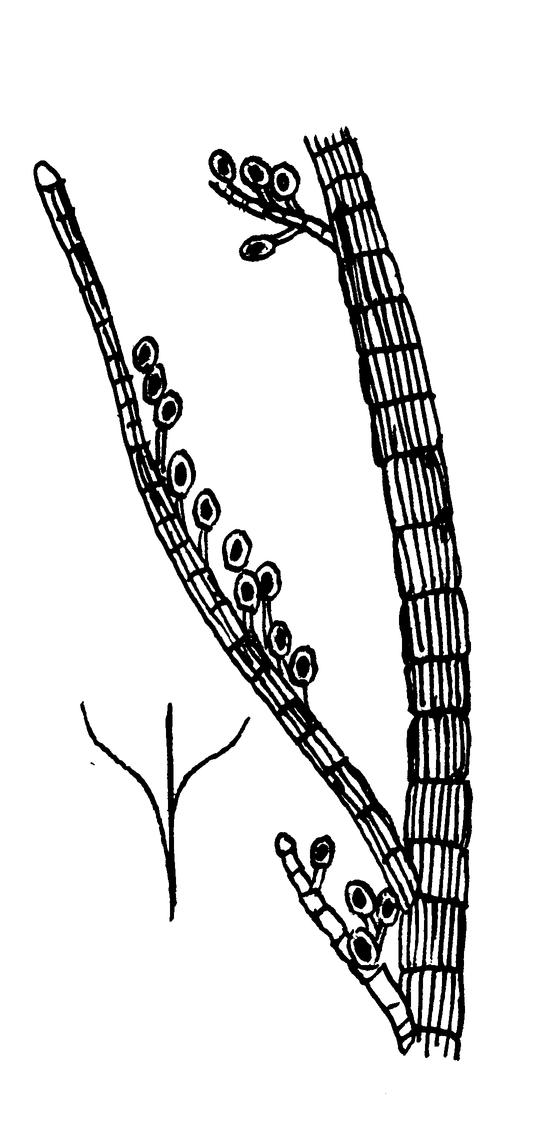 Строение ветвей Sphacelaria arctica