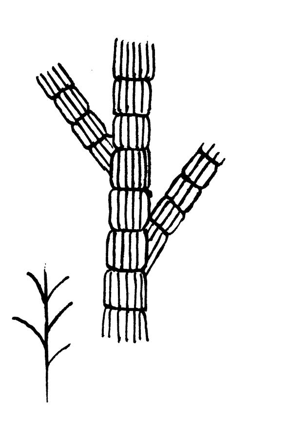 Строение ветвей Sphacelaria cirrhoza
