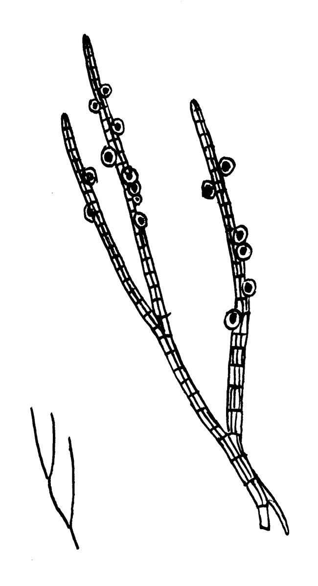 Строение ветвей Sphacelaria radicans