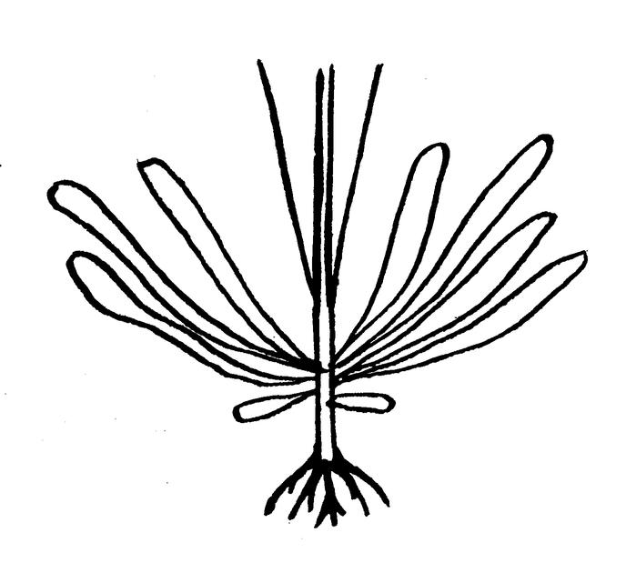 Внешний вид Alaria esculenta