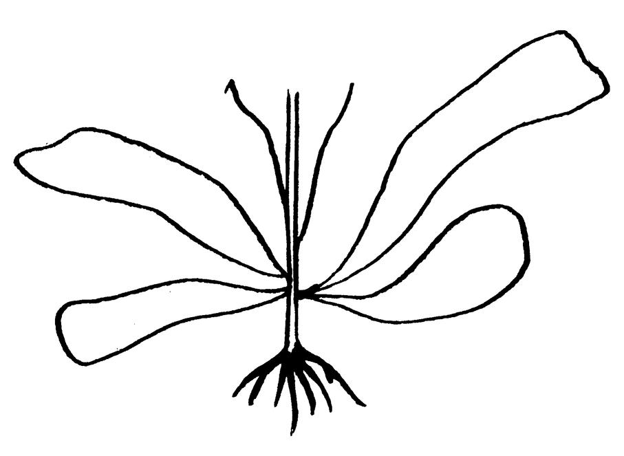 Внешний вид Alaria elliptica